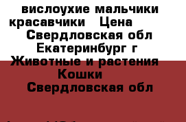 вислоухие мальчики красавчики › Цена ­ 1 300 - Свердловская обл., Екатеринбург г. Животные и растения » Кошки   . Свердловская обл.